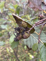 Taphrina robinsoniana