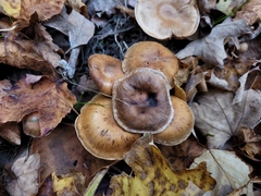 Armillaria mellea