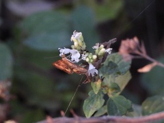 Pyrausta californicalis
