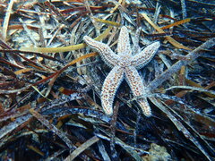 Uniophora granifera