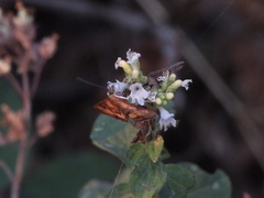 Pyrausta californicalis