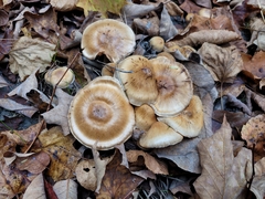 Armillaria mellea