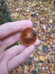 Armillaria mellea