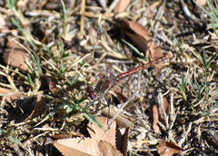 Sympetrum corruptum