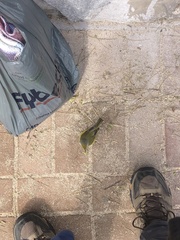 Setophaga petechia aureola