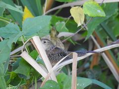 Cistothorus stellaris