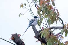 Cyanopica cyanus