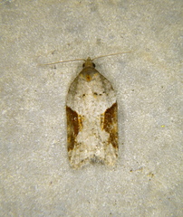 Acleris macdunnoughi