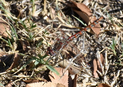 Sympetrum corruptum