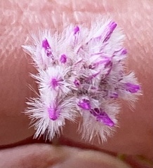 Ptilotus schwartzii