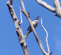 Philemon corniculatus