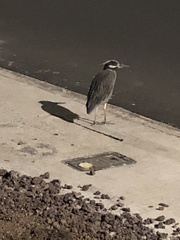 Nyctanassa violacea pauper