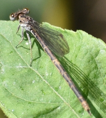 Argia fumipennis