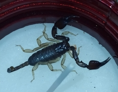 Euscorpius