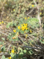 Acmispon heermannii