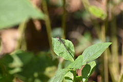 Argia fumipennis