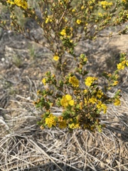 Deinandra fasciculata