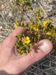 Deinandra fasciculata