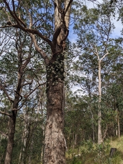 Dendrobium linguiforme