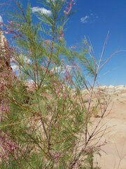 Tamarix chinensis
