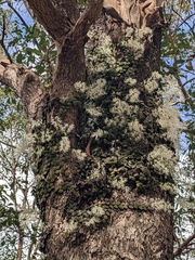Dendrobium linguiforme