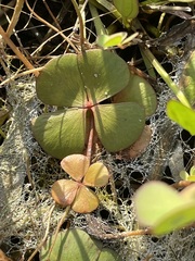 Marsilea