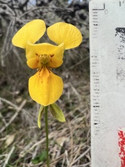 Diuris aurea