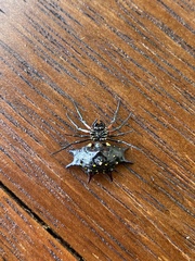 Gasteracantha fasciata