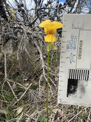 Diuris aurea