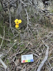 Diuris aurea