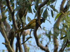Nesoptilotis leucotis