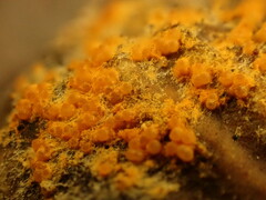 Hypomyces aurantius