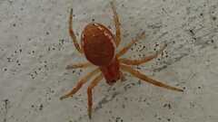 Araniella