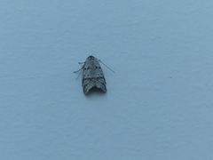 Heteromicta pachytera