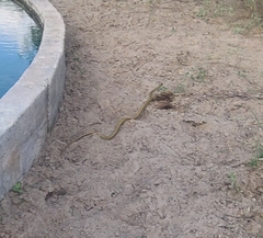 Thamnophis proximus orarius