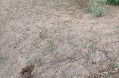 Thamnophis proximus orarius