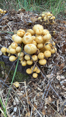 Pholiota spumosa