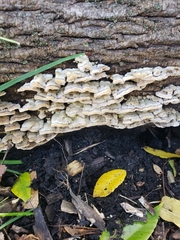 Cerrena zonata