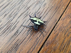 Gasteracantha fasciata