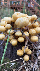 Pholiota spumosa
