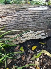 Cerrena zonata