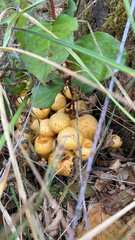 Pholiota spumosa