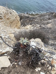 Dudleya virens insularis