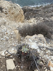 Dudleya virens insularis