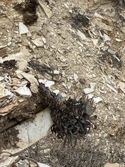 Dudleya virens insularis