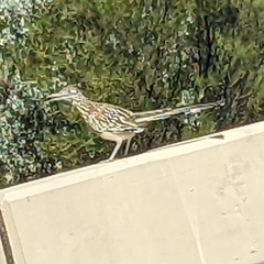 Geococcyx californianus