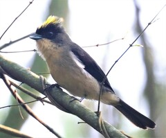 Trichothraupis melanops