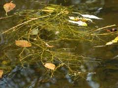 Potamogeton gayi