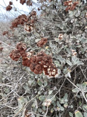 Eriogonum cinereum