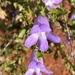 Eremophila incisa - Photo (c) Loxley Fedec, some rights reserved (CC BY-NC), uploaded by Loxley Fedec